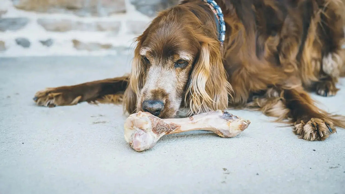 Améliorer-le-bien-être-animal-un-impératif-pour-l-élevage-responsable Animals Kingdom