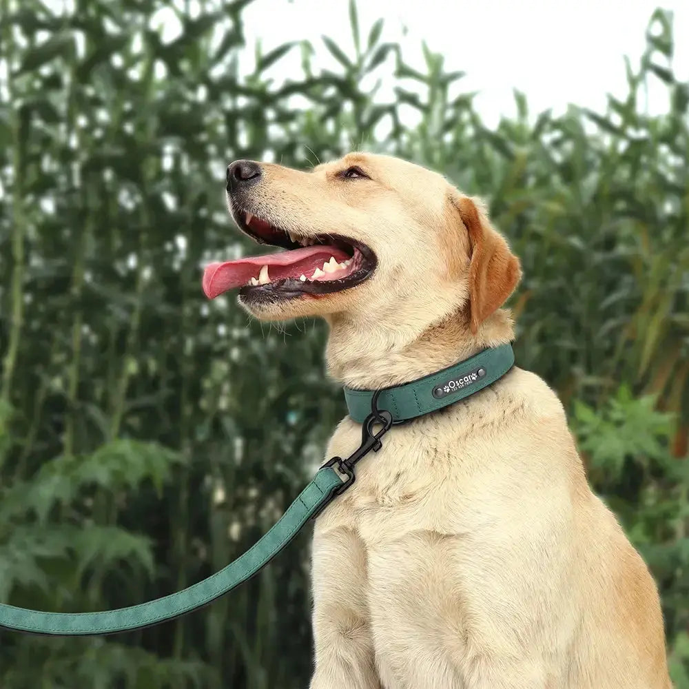 La-Taxe-sur-les-chiens-et-chats-il-sera-bientôt-payant-de-posséder-un-animal-de-compagnie Animals Kingdom