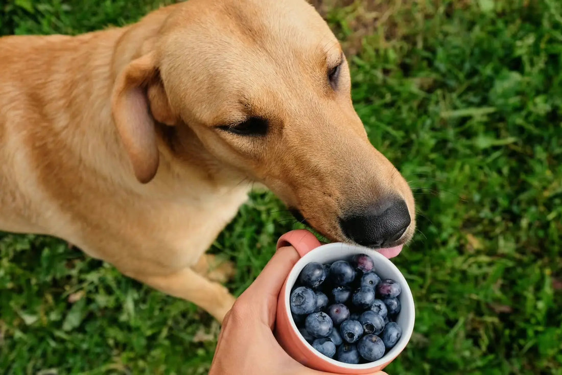 Myrtille-pour-mon-Chien-Un-Superaliment-pour-un-Bien-être-Animal-Optimal Animals Kingdom