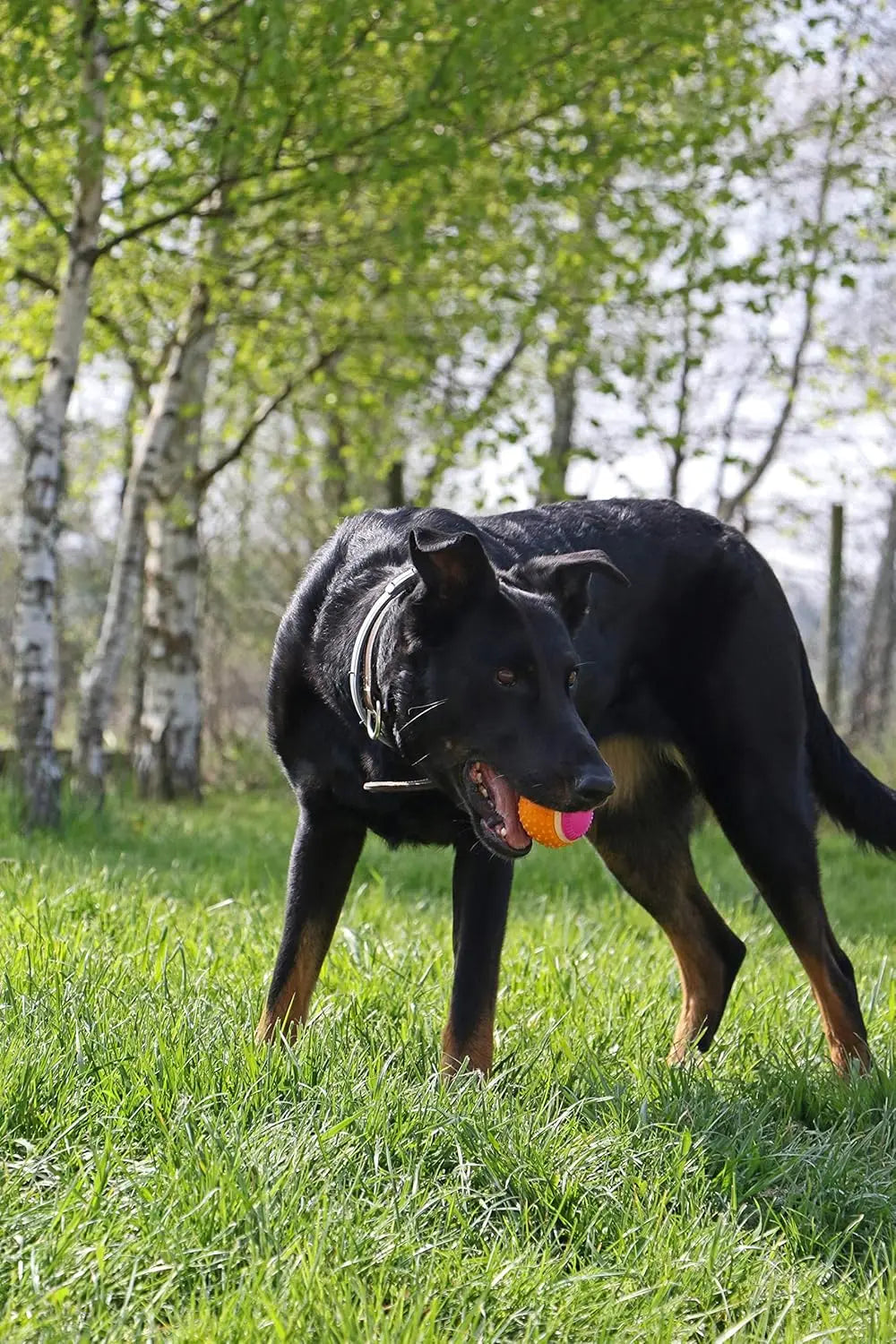 - Balle Pour Chien 5 En 1 Saveur Bœuf - Jouet Interactif/Éducatif Pour Développer Et Stimuler Les 5 Sens - Résistant Toutes Races Et Tous Âges - Balle 6 Cm Les animaux connectés 🐾