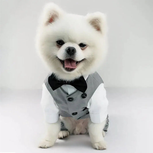 Costume et noeud papillon pour petit chien : votre animal sera la star pendant les grandes occasions ! - Les animaux connectés 🐾