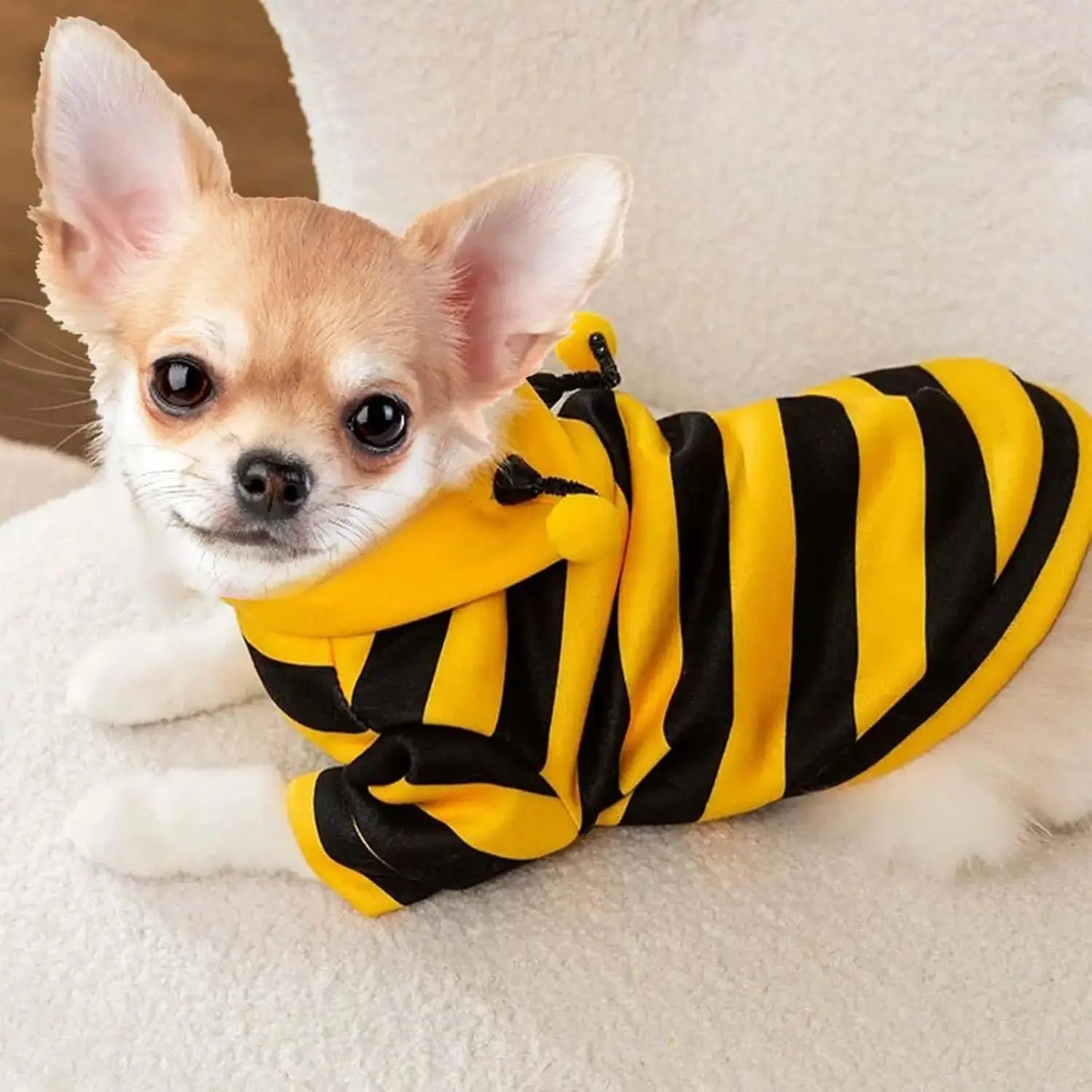 Costume amusant pour animaux imitation abeille : préparez vous à être piquer de rire - Les animaux connectés 🐾