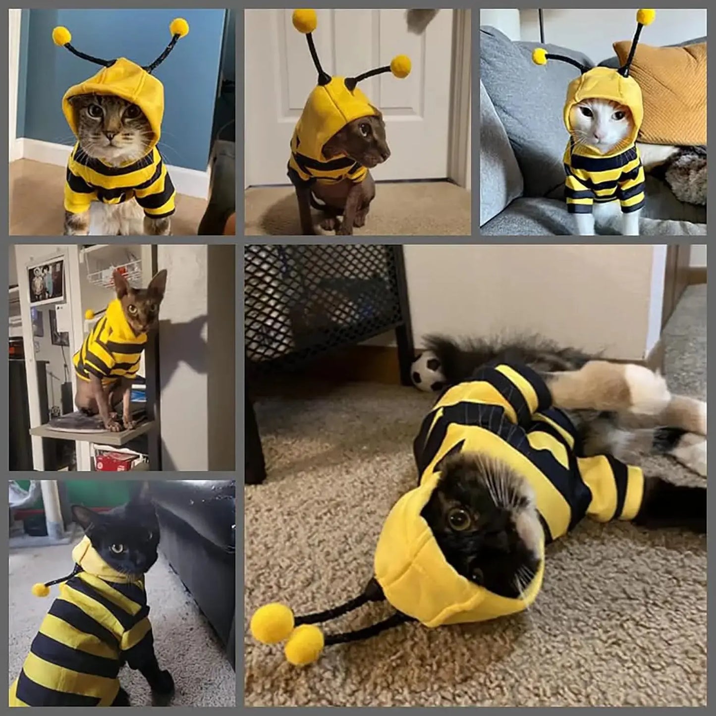 Costume amusant pour animaux imitation abeille : préparez vous à être piquer de rire - Les animaux connectés 🐾