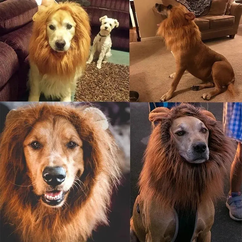 Crinière de lion pour chien : faites de votre compagnon le roi de la jungle - Les animaux connectés 🐾