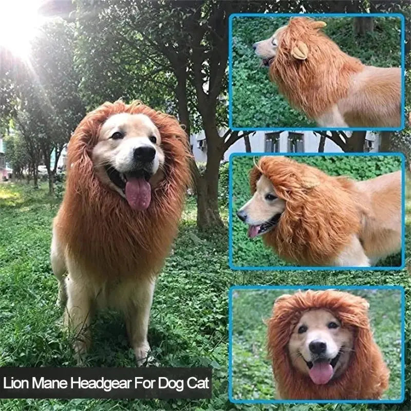 Crinière de lion pour chien : faites de votre compagnon le roi de la jungle - Les animaux connectés 🐾