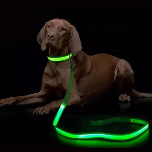 Laisse led pour chien : pratique pour les promenades nocturnes 🔦 - Les animaux connectés 🐾