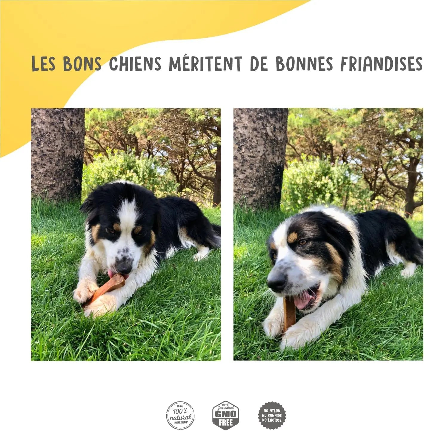 Os À Mâcher Pour Chiens Avec Fromage Et Poulet - Sans Lactose Et Naturellement Sain - Riche En Protéines Et En Fer - Grand (Paquet De 3) Les animaux connectés 🐾