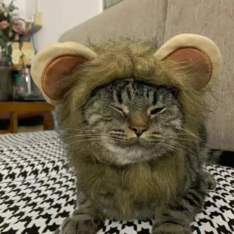 Lion costume pour chat : Votre chat le nouveau roi de la jungle ! 🦁 - Les animaux connectés 🐕📱