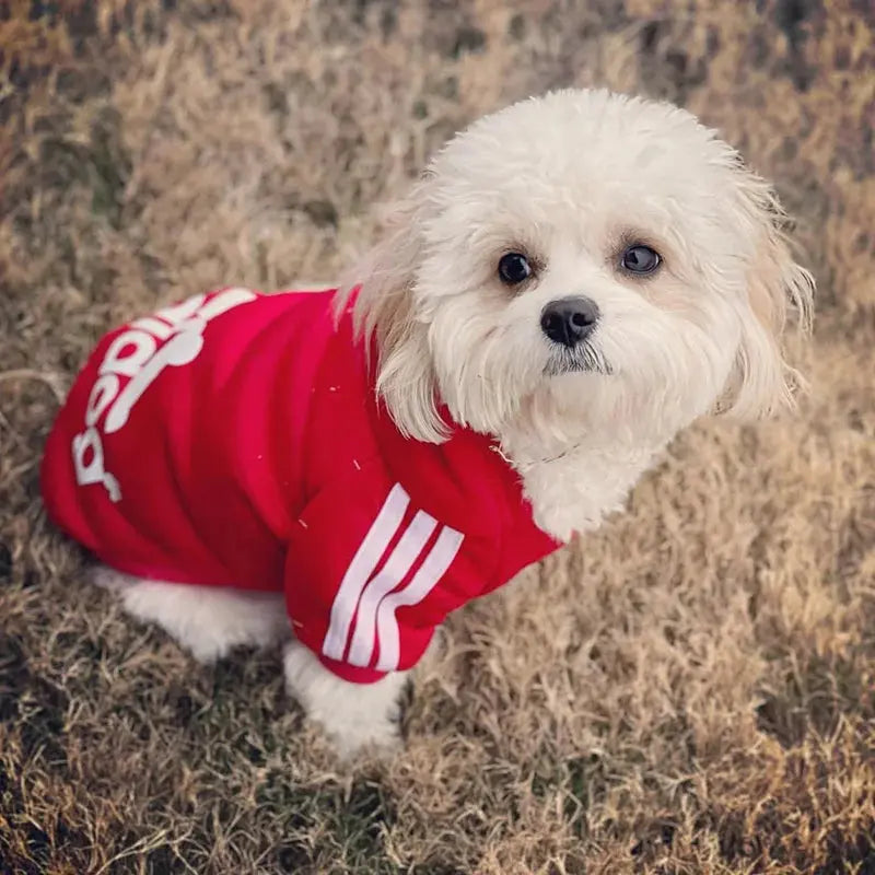 Habillez votre toutou avec style et confort ! - Les animaux connectés 🐕📱