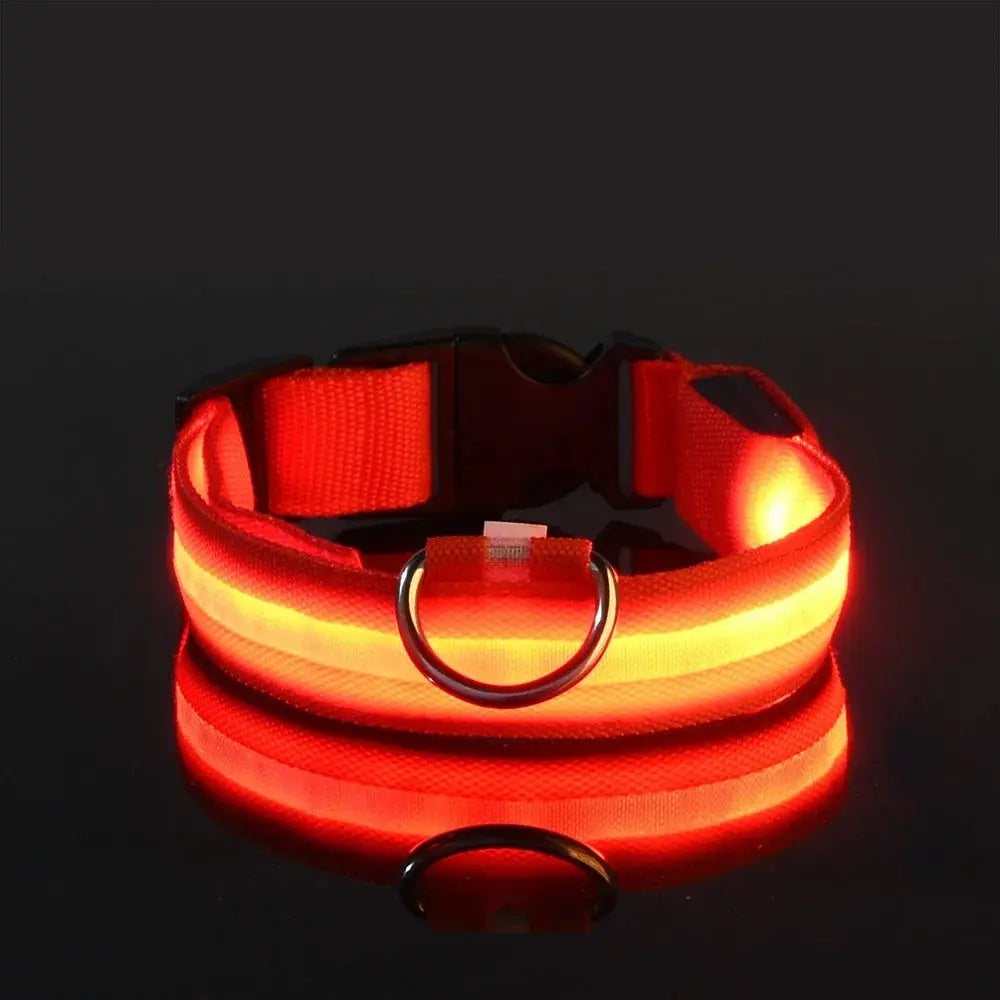 Collier LED Lumineux pour Chien - Sécurité et Style pour vos Promenades Nocturnes 🦮🌙 - Les animaux connectés 🐕📱