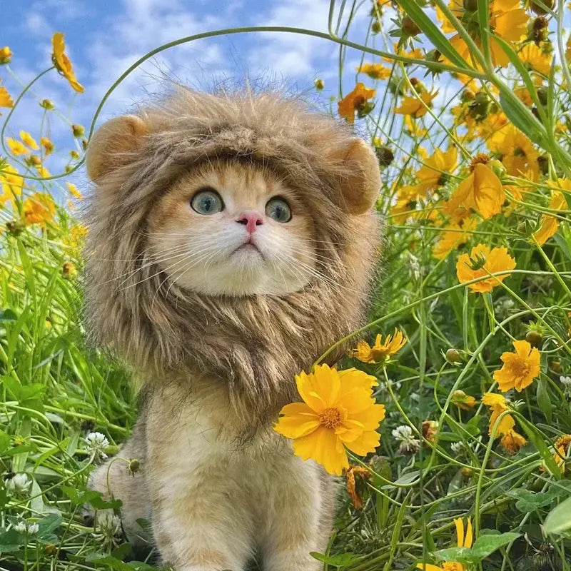 Lion costume pour chat : Votre chat le nouveau roi de la jungle ! 🦁 - Les animaux connectés 🐕📱