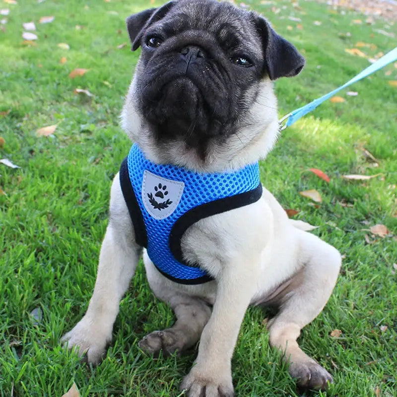 Harnais pour chien avec laisse incluse, maille respirante🦮✨ - Les animaux connectés 🐕📱