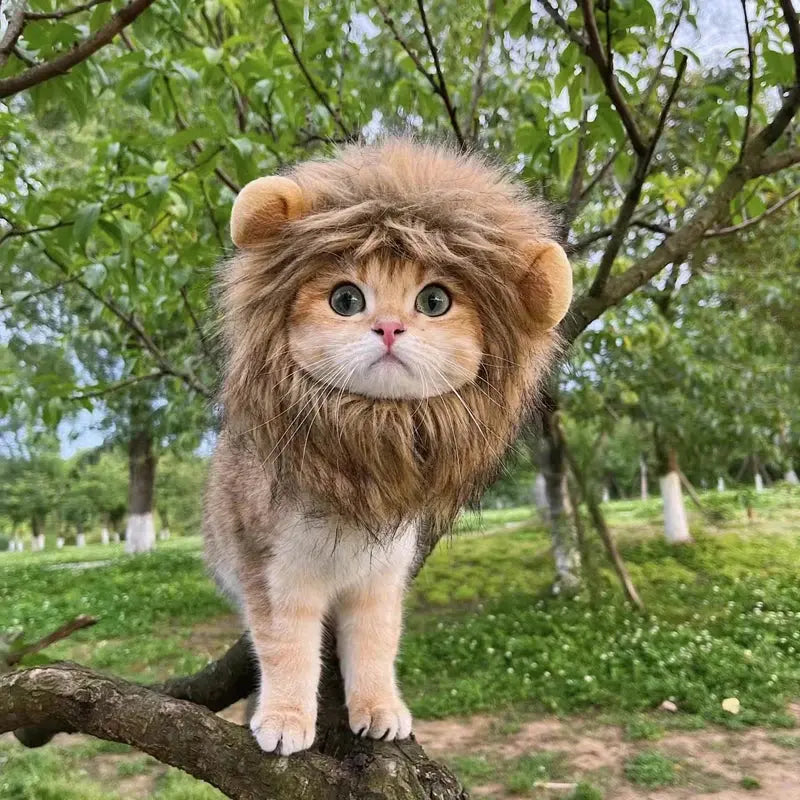 Lion costume pour chat : Votre chat le nouveau roi de la jungle ! 🦁 - Les animaux connectés 🐕📱