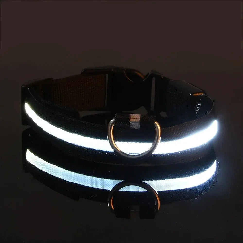 Collier LED Lumineux pour Chien - Sécurité et Style pour vos Promenades Nocturnes 🦮🌙 - Les animaux connectés 🐕📱