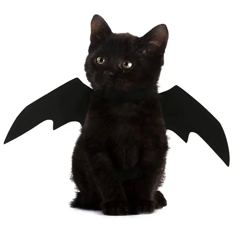 Votre chat va voler la vedette à Halloween avec ces ailes de chauve souris pour chat irrésistibles ! - Les animaux connectés 🐕📱