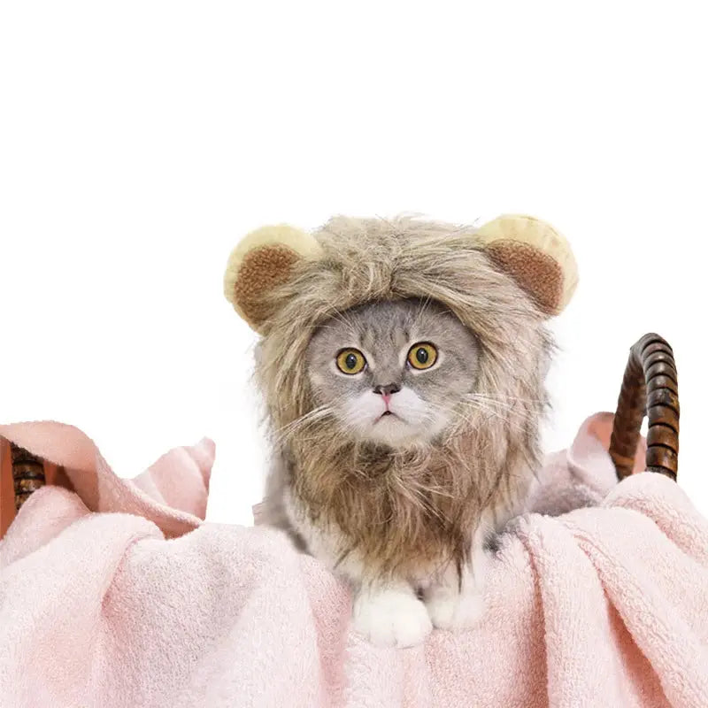 Lion costume pour chat : Votre chat le nouveau roi de la jungle ! 🦁 - Les animaux connectés 🐕📱