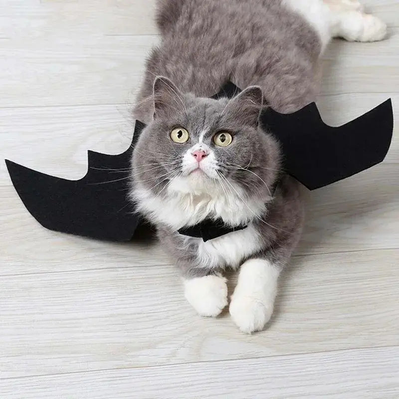 Votre chat va voler la vedette à Halloween avec ces ailes de chauve souris pour chat irrésistibles ! - Les animaux connectés 🐕📱