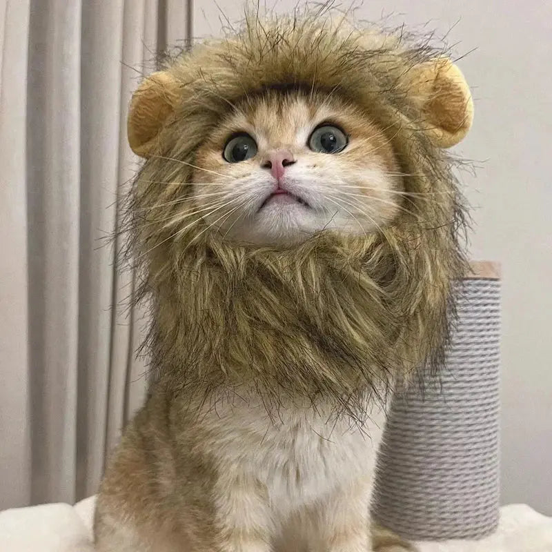 Lion costume pour chat : Votre chat le nouveau roi de la jungle ! 🦁 - Les animaux connectés 🐕📱