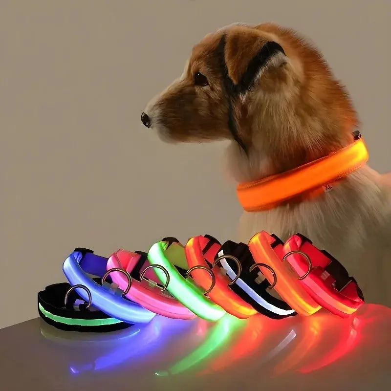 Collier LED Lumineux pour Chien - Sécurité et Style pour vos Promenades Nocturnes 🦮🌙 - Les animaux connectés 🐕📱