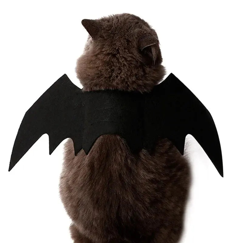 Votre chat va voler la vedette à Halloween avec ces ailes de chauve souris pour chat irrésistibles ! - Les animaux connectés 🐕📱